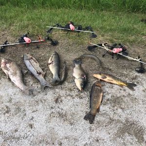 Meet your Posher, Cameron